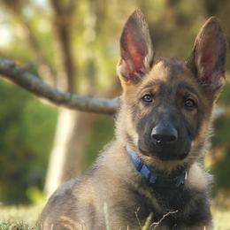 German Shepherds from Windigen Hafen German Shepherds