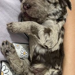 Assorted Doodle Crosses and Goldendoodles from Sweet Southern Doodles