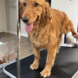 Golden Retriever and Miniature Australian Shepherd All Grown Up from Raised Right Pups
