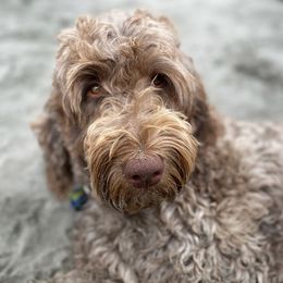 Smokey - Labradoodle