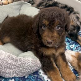 Keebler - Red tri-color male Aussiedoodle puppy in Heber City, Utah from Junipersdoodles
