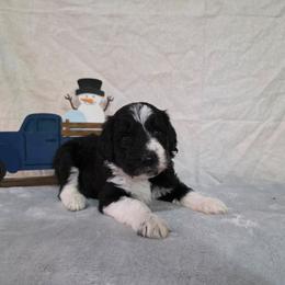 Toast - Black and white male Sheepadoodle puppy in Weatherford, Texas from Oodles of poodles and doodles