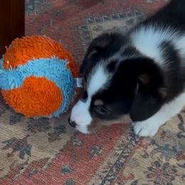 Pembroke Welsh Corgi Puppies from Low Rider Corgis Co