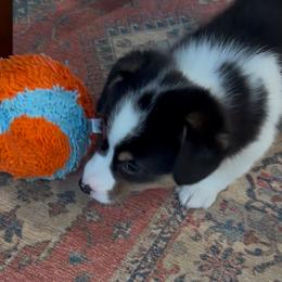 Pembroke Welsh Corgi Puppies from Low Rider Corgis Co