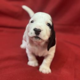 Patty - Black brown and white female Basset Hound puppy in Pilot Mtn, North Carolina from Lowdown Love Basset Hounds