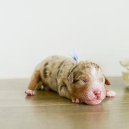 Boy 4 - male Australian Mountain Doodle puppy in Spanish Fork, Utah from K Brand Doodles
