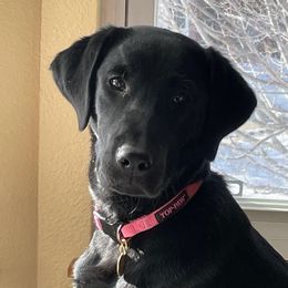 Dilute Retriever and Labrador Retriever Puppies from LC Hunting Labs, LLC.