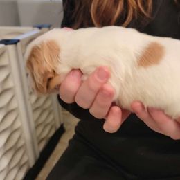 Orange Female - White and orange Brittany puppy in Rhoadesville, Virginia from HOMESCHOOLED BRITTANYS LLC