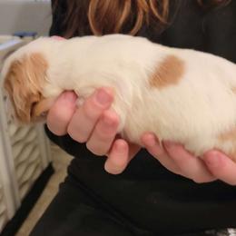 Orange Female - White and orange Brittany puppy in Rhoadesville, Virginia from HOMESCHOOLED BRITTANYS LLC