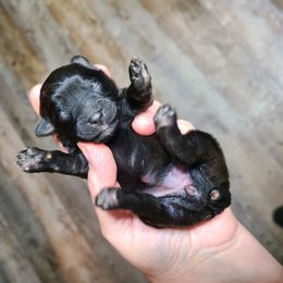 "1 day old" Yorkipoo Puppies from Gin and Stella's Adventures