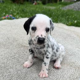Jim Carrey - White and black male Dalmatian puppy in Newfoundland, Pennsylvania from Poconopaws