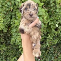 Bernedoodle and Whoodle Puppies from Gilbert Bernedoodles & Whoodles