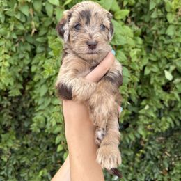 Bernedoodle and Whoodle Puppies from Gilbert Bernedoodles & Whoodles