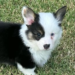 Bruno - White and black male Pembroke Welsh Corgi puppy in Cashion, Oklahoma from Shabby Chic Corgis
