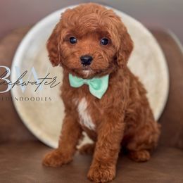 Olive - Red  male Goldendoodle puppy in Amarillo, Texas from Blackwater Doodles