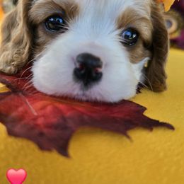 Autumn - Blenheim female Cavalier King Charles Spaniel puppy in Rochelle, Illinois from Alexandra's Royal Cavaliers