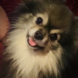 Boston Terriers and Pomeranians from Mosaic Poms Too