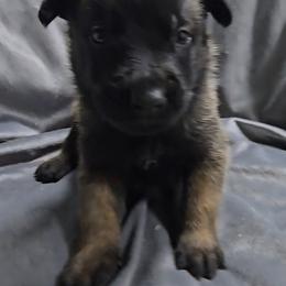 Teeze's Green - Mahogany male Belgian Malinois puppy in Berry, Alabama from North River k9