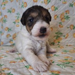 Olive - White black and tan female Wire Fox Terrier puppy in Lancaster, Missouri from Missouri Meadows Farm
