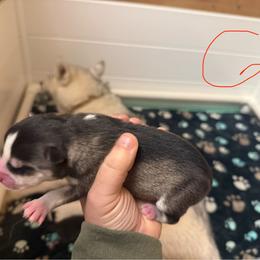 Girl 1 - Wolf sable female Pomsky puppy in Greenfield, Minnesota from SRF Pomskies