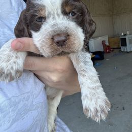 White - Tri-Roan female English Springer Spaniel puppy in Lincoln, Texas from Lee Co. Springers