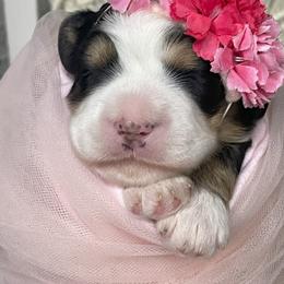 Bernedoodle Puppies from Myt fine doodles