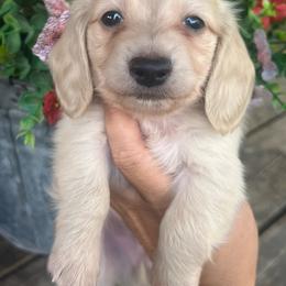 Cream boy one - Cream male Dachshund puppy in Payette, Idaho from NT Mini Doxies