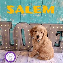 Salem - Brown male Cockapoo puppy in Reidsville, North Carolina from Something to Bark About Dog Training