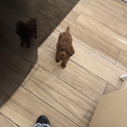 Poodle Puppies from Avcpoodles