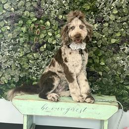 Chleo - Labradoodle