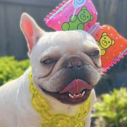 Chanel - French Bulldog