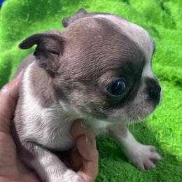 Blue Masked Lilac Male (runt) - Lilac male Boston Terrier puppy in Mc Donough, Georgia from Ballard Boston Terriers
