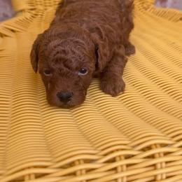 King - Red  male Poodle puppy in Okc, Oklahoma from Designer Poos By Diva