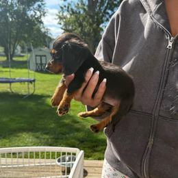 Layla - Black and tan female Dachshund puppy in Mansfield, Ohio from Ohio House of Frenchies and Mini Dachshunds