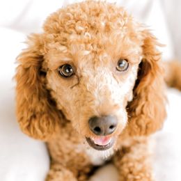 Cavapoos from A Home of Hope