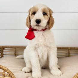 Fudge - Red Collar - Parti male Goldendoodle puppy in The Woodlands, Texas from Golden Fields Doodles
