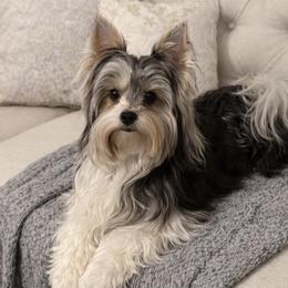 Bella - Biewer Terrier