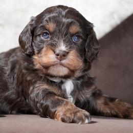 Chocolate and tan Girl - Chocolate female Cavapoo puppy in Newport Beach, California from WW Cavapoos