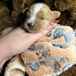 Orange - Apricot male Maltipoo puppy in Clover, South Carolina from Cudi’s Buddies