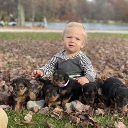 Airedale Terrier, Lakeland Terrier, and Welsh Terrier Puppies from Anne's Pups
