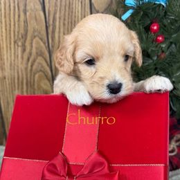 Churro - Cream male Australian Labradoodle puppy in Easley, South Carolina from Royal Diamond Labradoodles