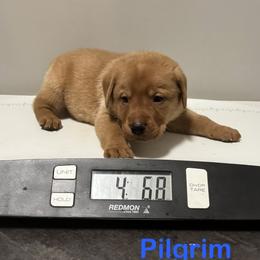 Pilgrim - Yellow male Labrador Retriever puppy in Tigard, Oregon from Morrison Labrador Retreivers