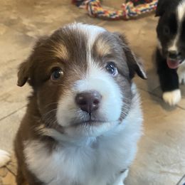 Dachshunds and Miniature Australian Shepherds from Homestead Doxies & Shepherds LLC