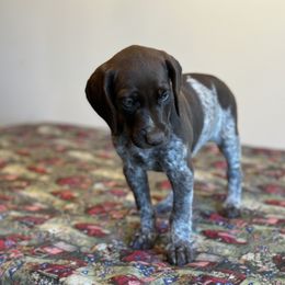 German Shorthaired Pointer, Labrador Retriever, and Working Cross Puppies from Upland Valley Kennels