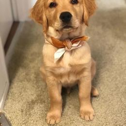 Golden Retriever Puppies from Timber Pine Goldens