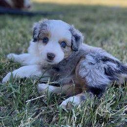 Miniature Australian Shepherd Puppies from Bar C Aussies