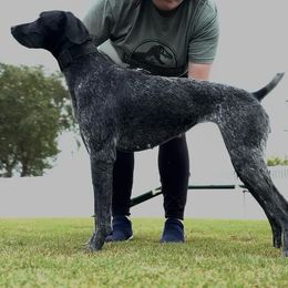 German Shorthaired Pointer All Grown Up from Owl Ranch GSP