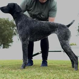 German Shorthaired Pointer All Grown Up from Owl Ranch GSP