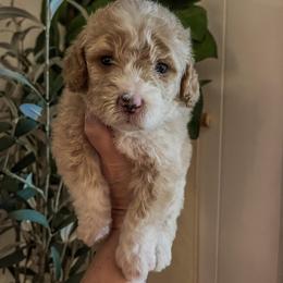 Big Tex (Our Lone Star State litter) - Red  male Goldendoodle puppy in Hopkins County, Texas from Boutique Doodles