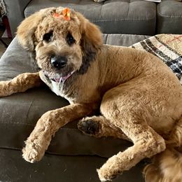 Saint Berdoodle All Grown Up from Whisky Paws Saint Berdoddles and Poodle Pups